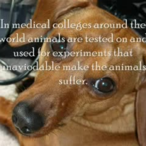 Animal Testing