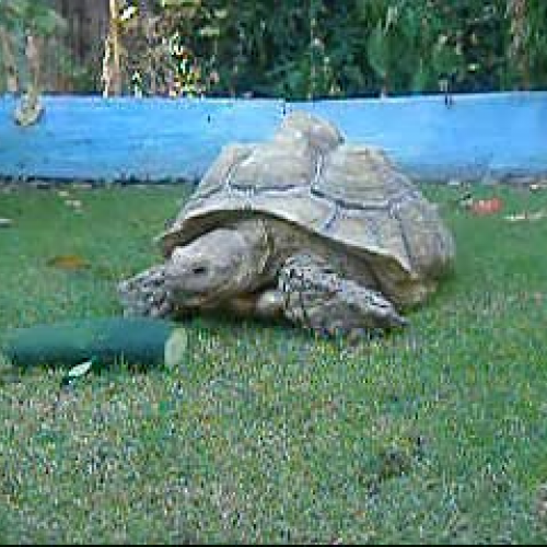 Sulcata Tortoise