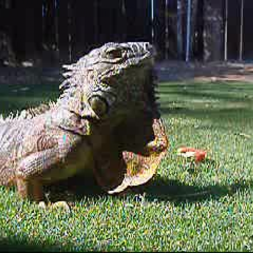 Green Iguana