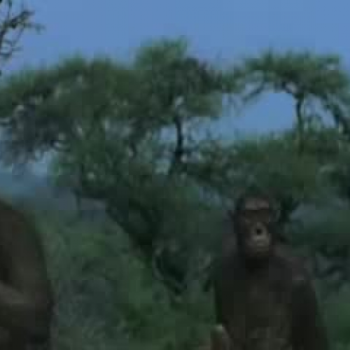 Australopithecus fights back