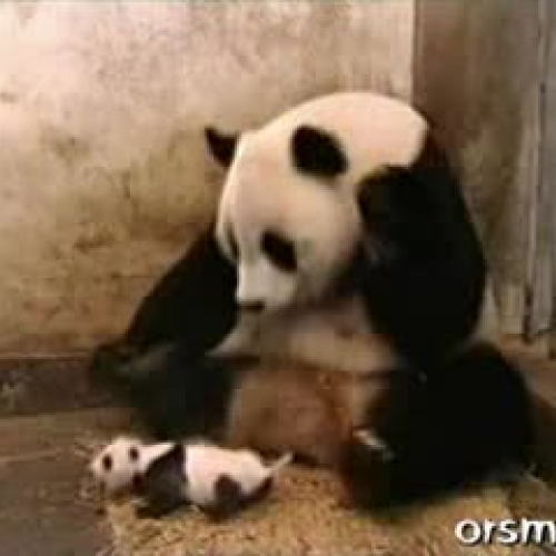 Sneezing Panda
