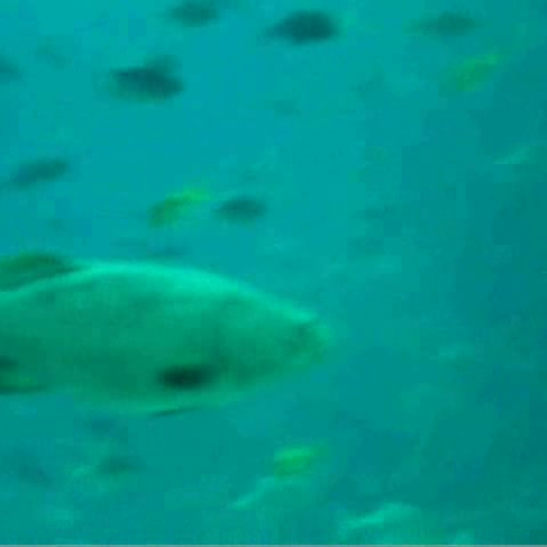The Big Tank at the Georgia Aquarium