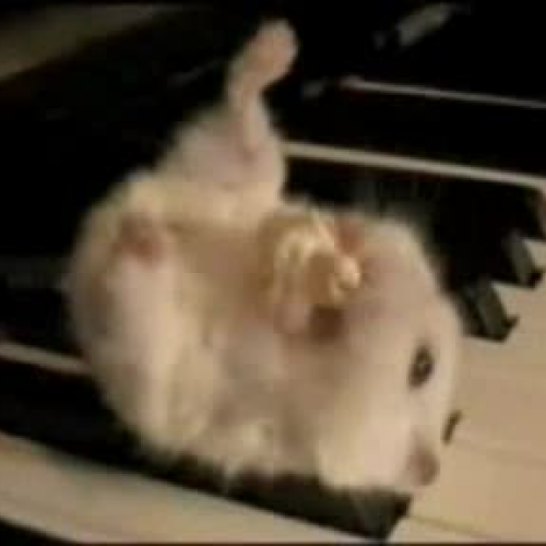Hamster on a Piano
