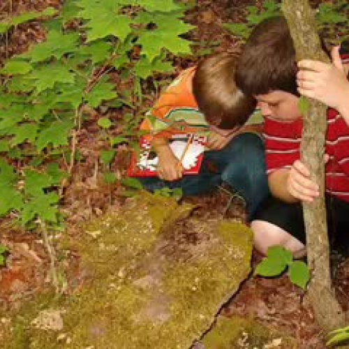 Watching Life in the Wild