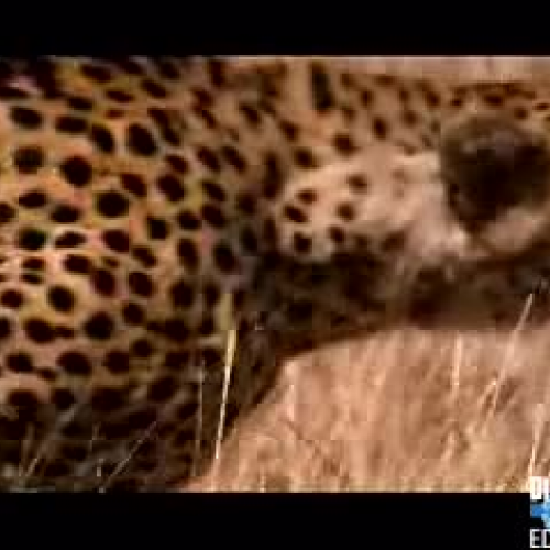 Cheetah