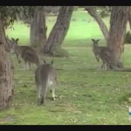 Kangaroos