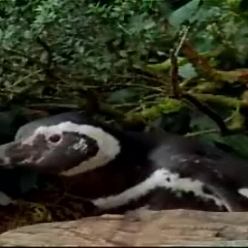 Black-Footed Penguins