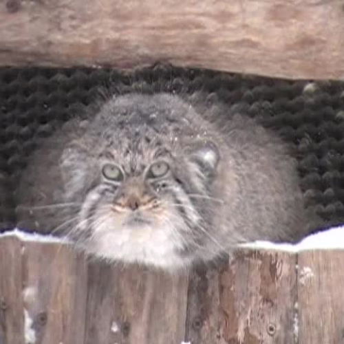 Pallas Cats