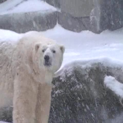Polar Bears low
