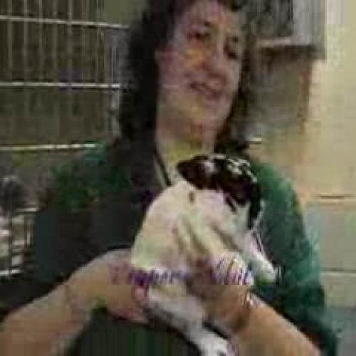 Education Animals low