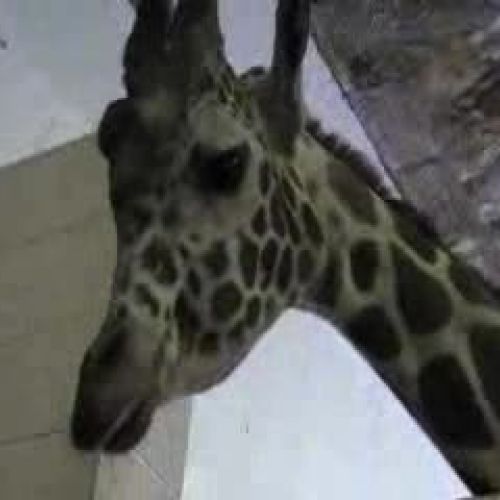 Giraffes low2