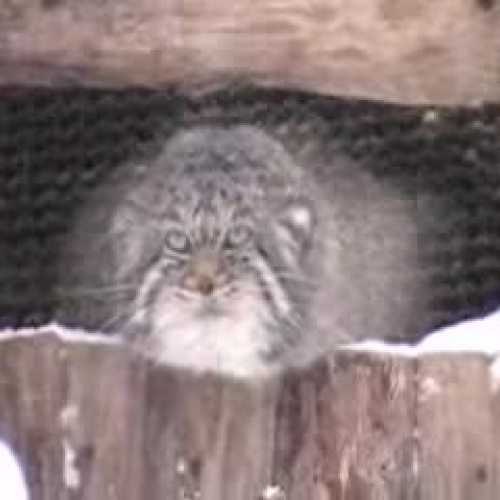 Pallas Cats