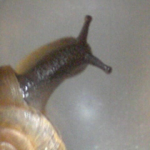 snail taine
