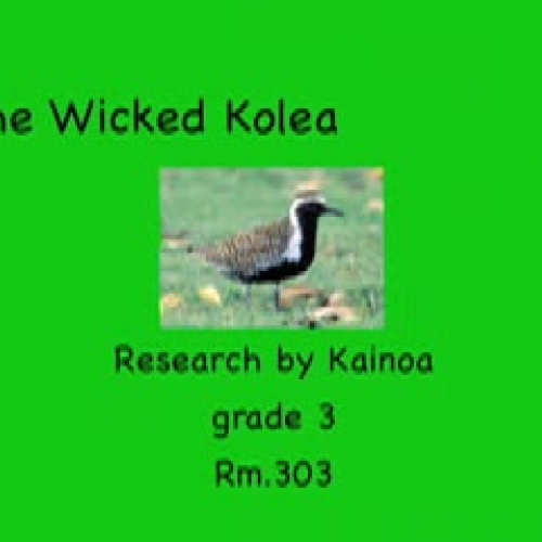 Kolea by Kainoa