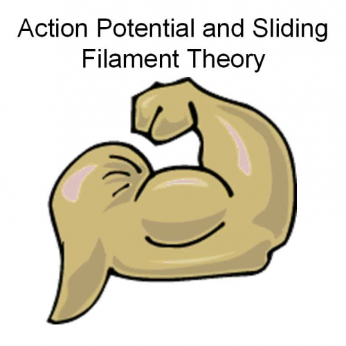 Action Potential and Sliding Filament Theory
