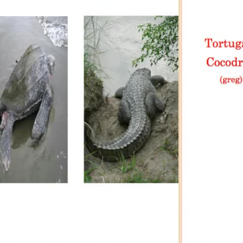 Costa Rica Benchmark