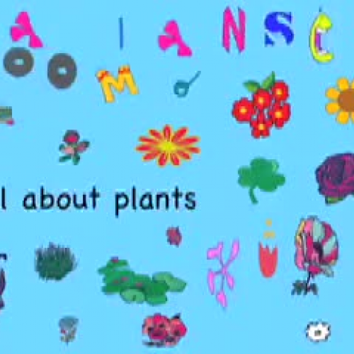 Plants by Lynsey