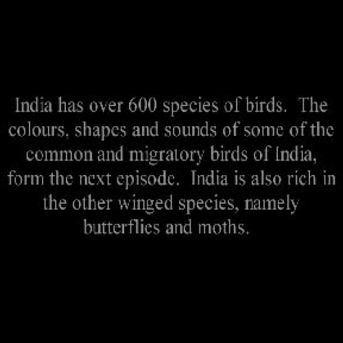 Birds of India