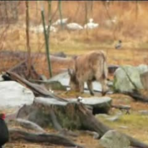 Hella Delicious 06  Homemade Yogurt