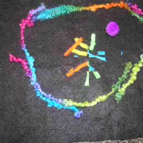 Mitosis by Gavin and Ethan