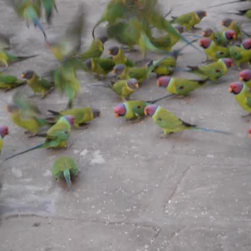 Blossom headed parakeets