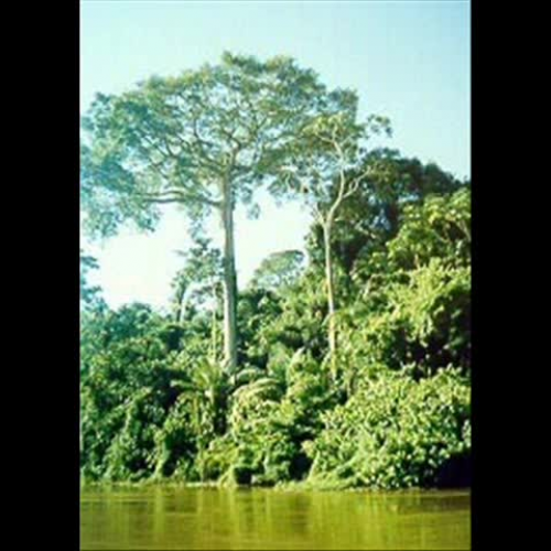 Tropical Rainforest Biome - TJ