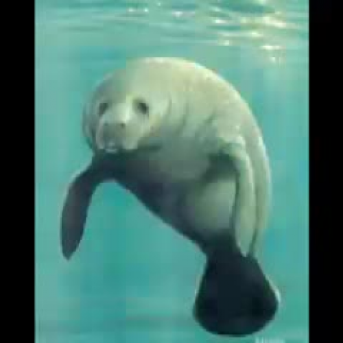 Manatee - Manafeast