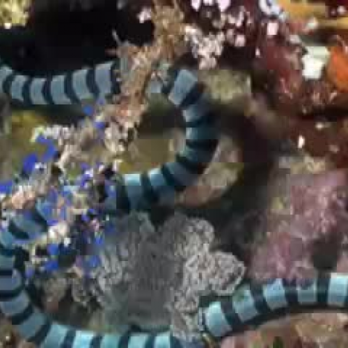 Brandons Marine Snake Store