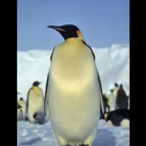 Save the Penguins!