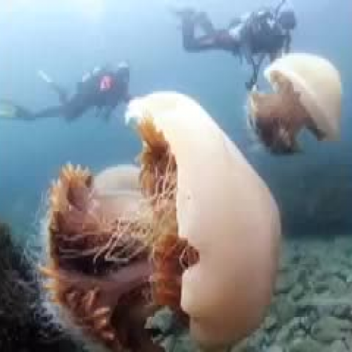 Jammin Jelly Protection Agency