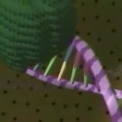 DNA Replication