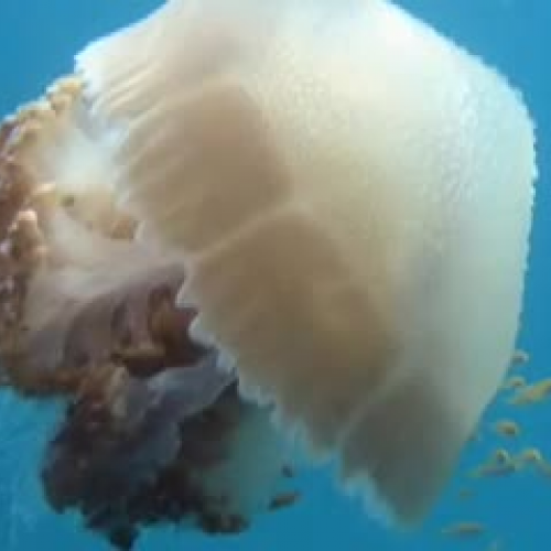 Jellyfish