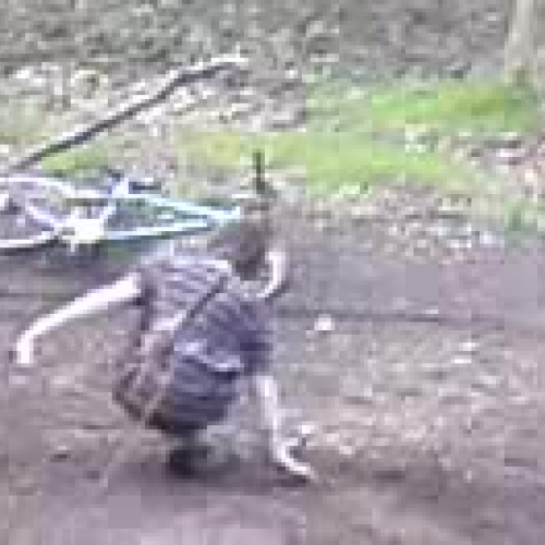 gravity and not to let go on tarzans