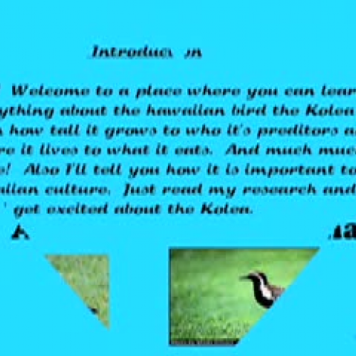 The Amazing Kolea by Mehana