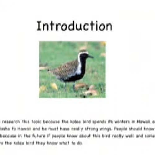 The Amazing Koela by Jenna