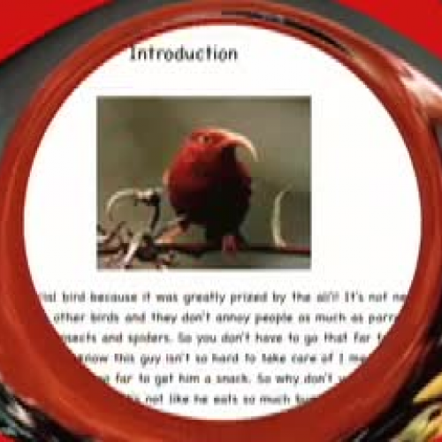 The Prized Iiwi by Kaimi