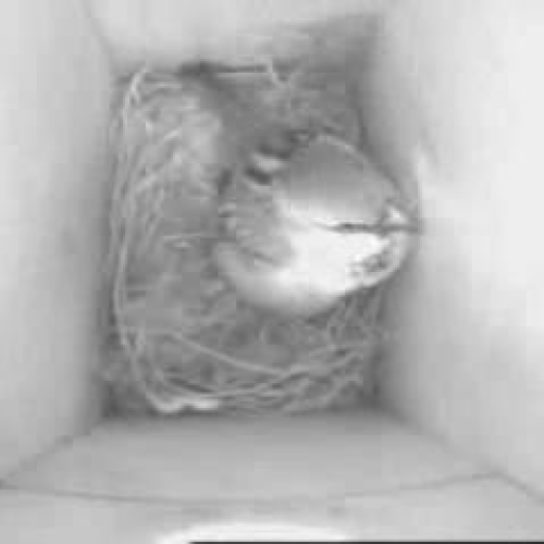 Sparrows investigating nest box
