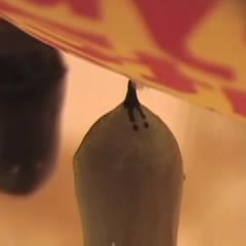 Monarch Chrysalis to Butterfly