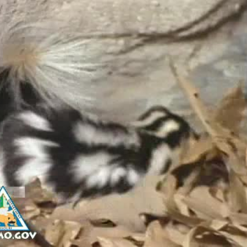 Skunks