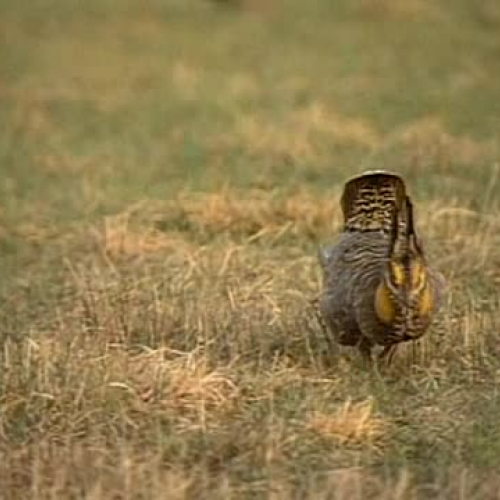 Prairie Chickens