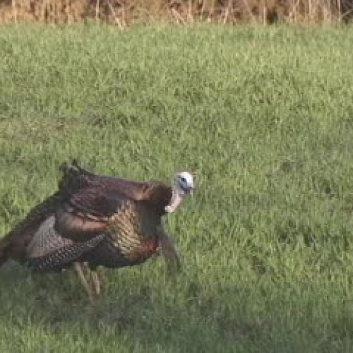 Turkey Gobblers