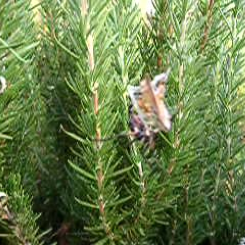 Spider Dinner, the real thing