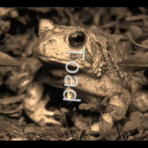 Favorite Frog Sounds