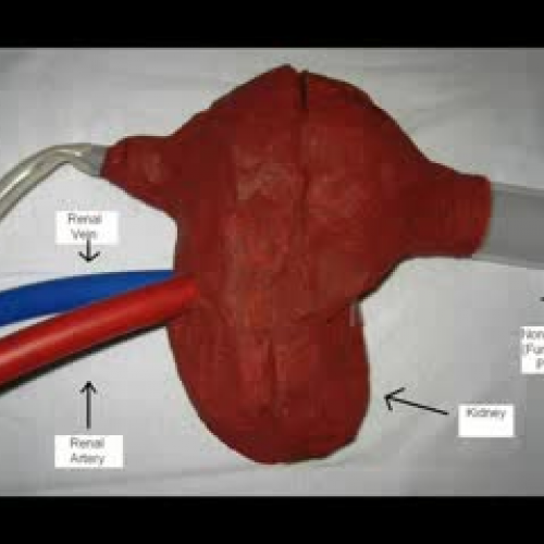 Anatomy Project Organ
