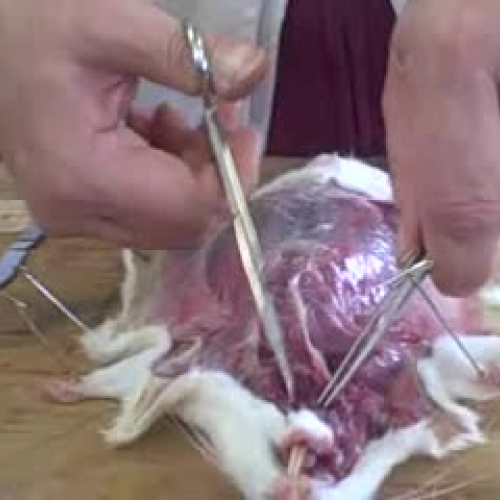 Rat Dissection - Part 2