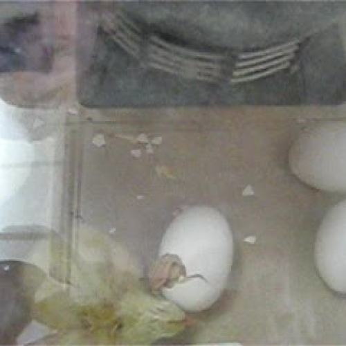 Beginning of Hatching