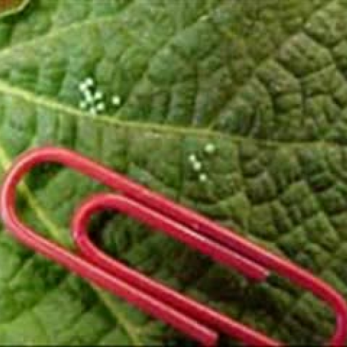 Caterpillars Life Cycle