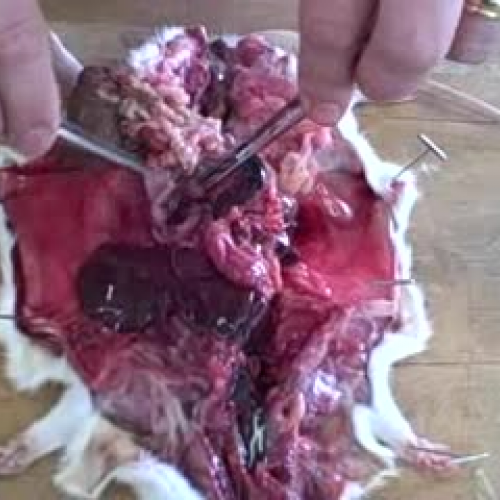 Rat Dissection -Part 3