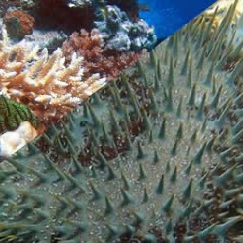 coral reef video