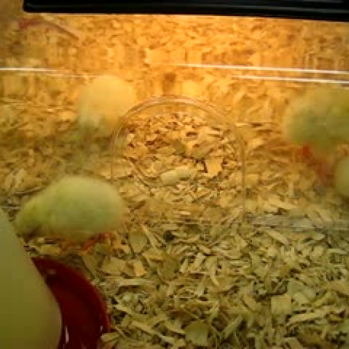 Chicks in brooder